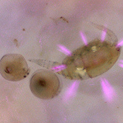 UV Microscope PCE-MM 200UV
