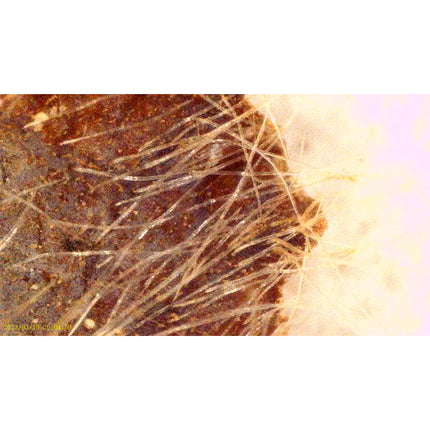 Microscopio con registro de imagen y video PCE-DHM 5